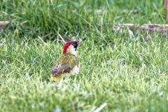 Pic vert ♀ - Picus viridis - European Green Woodpecker<br>Région parisienne