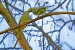Perruche à collier ♀ - Psittacula krameri - Rose-ringed Parakeet<br>Région parisienne