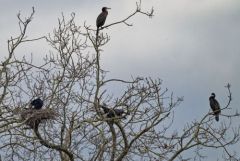 Grand Cormoran - Phalacrocorax carbo - Great Cormorant<br>Région parisienne