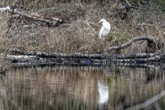 Grande Aigrette - Ardea alba - Great Egret<br>Région parisienne