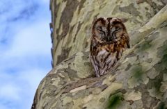 Chouette hulotte - Strix aluco - Tawny Owl<br>Région parisienne