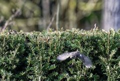Tarier pâtre ♀ - Saxicola rubicola - European Stonechat<br>Région Parisienne
