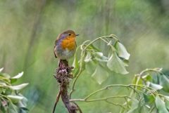 Rougegorge familier - Erithacus rubecula - European Robin<br>Vendée