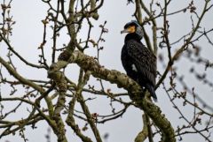 Grand Cormoran - Phalacrocorax carbo - Great Cormorant<br>Région parisienne