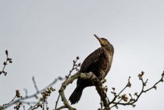 Grand Cormoran immature- Phalacrocorax carbo - Great Cormorant<br>Région parisienne