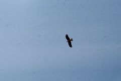 Milan noir - Milvus migrans - Black Kite<br>Mervent