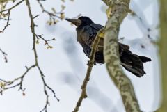 Corbeau freux - Corvus frugilegus - Rook<br>Région parisienne
