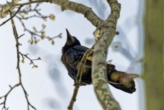 Corbeau freux - Corvus frugilegus - Rook<br>Région parisienne