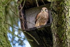 Faucon crécerelle ♀ - Falco tinnunculus - Common Kestrel<br>Région Parisienne