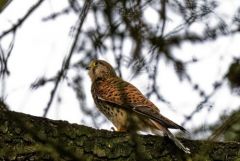 Faucon crécerelle ♀ - Falco tinnunculus - Common Kestrel<br>Région Parisienne