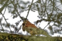 Faucon crécerelle ♀ - Falco tinnunculus - Common Kestrel<br>Région Parisienne