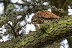 Faucon crécerelle ♀ - Falco tinnunculus - Common Kestrel<br>Région Parisienne