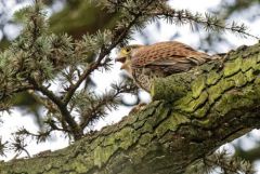 Faucon crécerelle ♀ - Falco tinnunculus - Common Kestrel<br>Région Parisienne