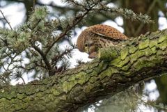 Faucon crécerelle ♀ - Falco tinnunculus - Common Kestrel<br>Région Parisienne