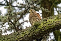 Faucon crécerelle ♀ - Falco tinnunculus - Common Kestrel<br>Région Parisienne