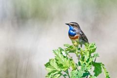 Gorgebleue à miroir - Luscinia svecica - Bluethroat<br>Vendée