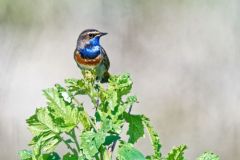 Gorgebleue à miroir - Luscinia svecica - Bluethroat<br>Vendée