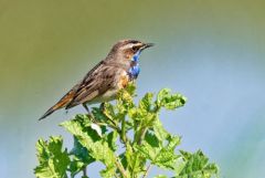 Gorgebleue à miroir - Luscinia svecica - Bluethroat<br>Vendée