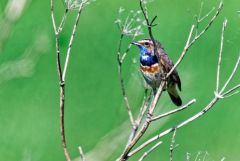 Gorgebleue à miroir - Luscinia svecica - Bluethroat<br>Vendée