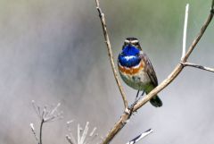 Gorgebleue à miroir - Luscinia svecica - Bluethroat<br>Vendée