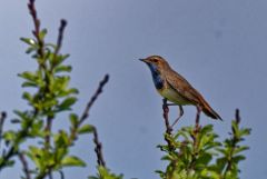 Gorgebleue à miroir - Luscinia svecica - Bluethroat<br>Vendée