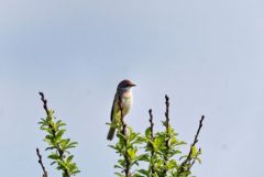 Fauvette grisette - Curruca communis - Common Whitethroat<br>Vendée