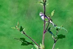 Fauvette grisette - Curruca communis - Common Whitethroat<br>Vendée