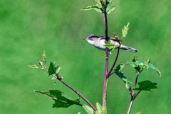 Fauvette grisette - Curruca communis - Common Whitethroat<br>Vendée