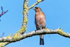 Pinson des arbres - Fringilla coelebs - Eurasian Chaffinch<br>Vendée