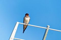 Hirondelle rustique - Hirundo rustica - Barn Swallow<br>Vendée