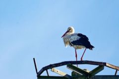 Cigogne blanche - Ciconia ciconia - White Stork<br>Vendée