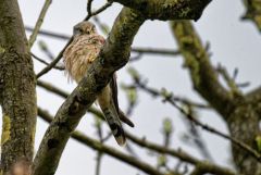 Faucon crécerelle ♂ - Falco tinnunculus - Common Kestrel<br>Région Parisienne