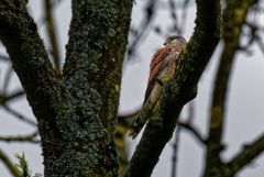 Faucon crécerelle ♂ - Falco tinnunculus - Common Kestrel<br>Région Parisienne