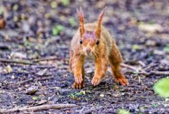 Ecureuil roux - Sciurus vulgaris - Eurasian Red Squirrel<br>Région parisienne