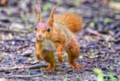 Ecureuil roux - Sciurus vulgaris - Eurasian Red Squirrel<br>Région parisienne