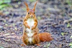 Ecureuil roux - Sciurus vulgaris - Eurasian Red Squirrel<br>Région parisienne