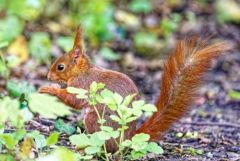 Ecureuil roux - Sciurus vulgaris - Eurasian Red Squirrel<br>Région parisienne