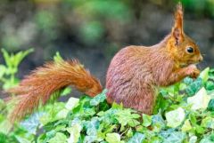 Ecureuil roux - Sciurus vulgaris - Eurasian Red Squirrel<br>Région parisienne