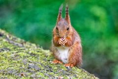 Ecureuil roux - Sciurus vulgaris - Eurasian Red Squirrel<br>Région parisienne