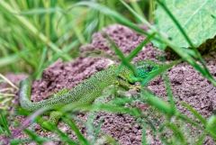 Lézard à deux raies (Lézard vert occidental), Lacerta bilineata<br>Région Parisienne