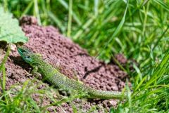 Lézard à deux raies (Lézard vert occidental), Lacerta bilineata<br>Région Parisienne