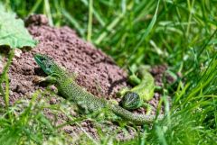 Lézard à deux raies (Lézard vert occidental), Lacerta bilineata<br>Région Parisienne