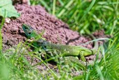 Lézard à deux raies (Lézard vert occidental), Lacerta bilineata<br>Région Parisienne