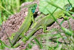 Lézard à deux raies (Lézard vert occidental), Lacerta bilineata<br>Région Parisienne