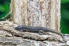 Lézard à deux raies (juvénile), Lacerta bilineata<br>Région Parisienne