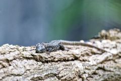 Lézard à deux raies (juvénile), Lacerta bilineata<br>Région Parisienne