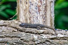 Lézard à deux raies (juvénile), Lacerta bilineata<br>Région Parisienne