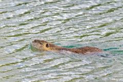 Ragondin - Myocastor coypus<br>Région parisienne