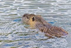 Ragondin - Myocastor coypus<br>Région parisienne