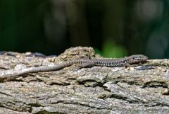 Lézard des murailles - Podarcis muralis<br>Région Parisienne